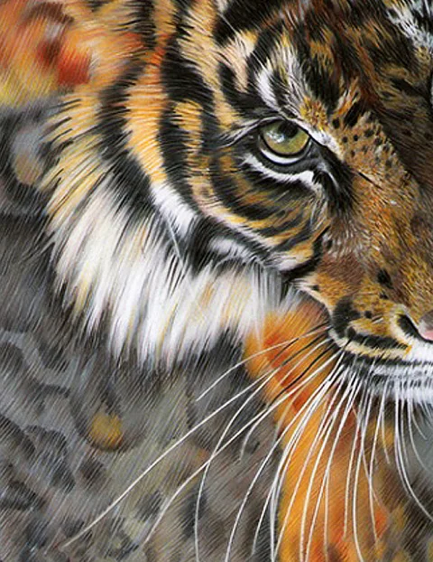 Ilustración de Tigre en Creyón sobre Opalina (Pieza Única)