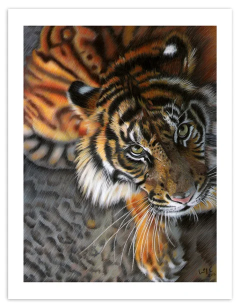 Ilustración de Tigre en Creyón sobre Opalina (Pieza Única)