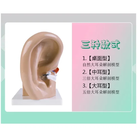 Modelo de oreja Estructura anatómica del oído Modelo de laberinto del oído interno Modelo de sistema auditivo humano de otorrinolaringología