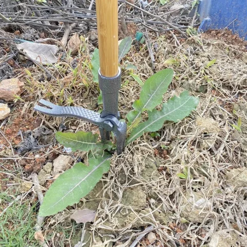 Herramienta extractora de malas hierbas de pie, herramienta removedora de malas hierbas de acero resistente de 4 garras con mango largo, artefacto de deshierbe ajustable 1